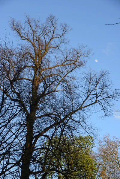 DSC_7137 (Large).JPG